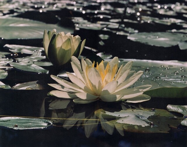Водяные лилии, ок. 1955. Фотограф Жанетт Клют