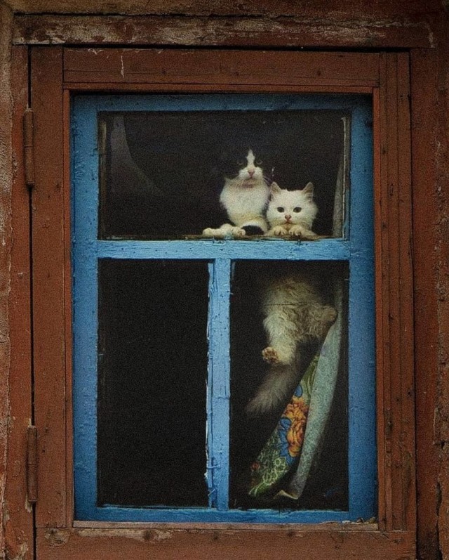 «Два друга». Фотограф Станислав Герасько