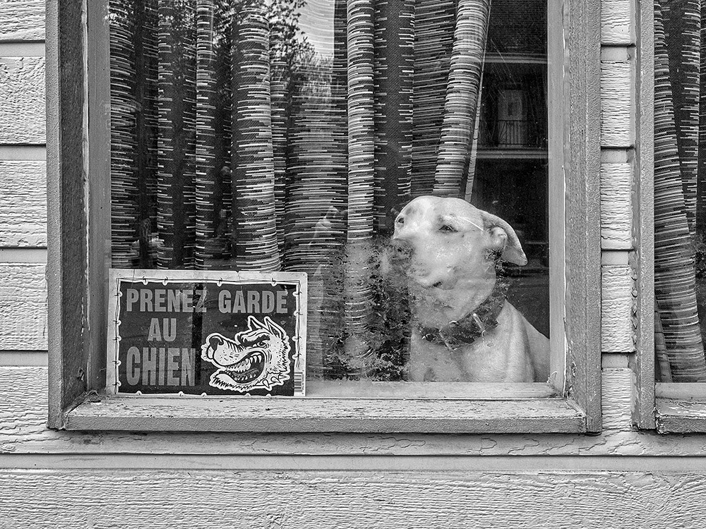Осторожно, злая собака. Фотограф Фредерик Дешен