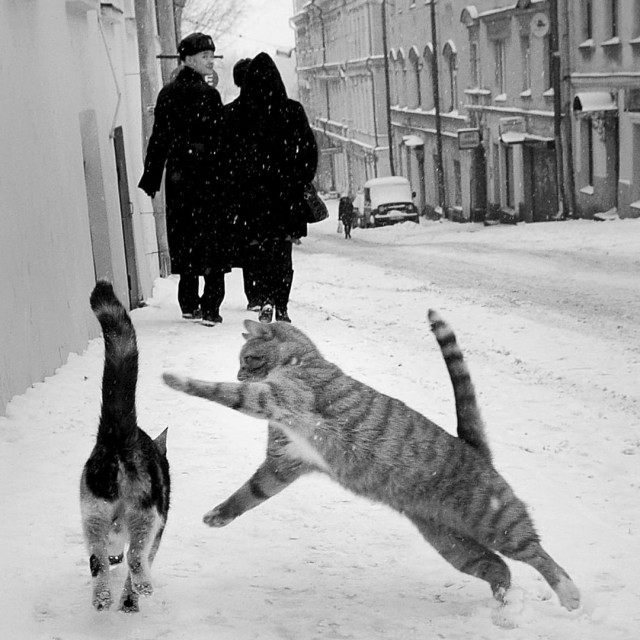 Коты и люди. Фотограф Юха Метсо