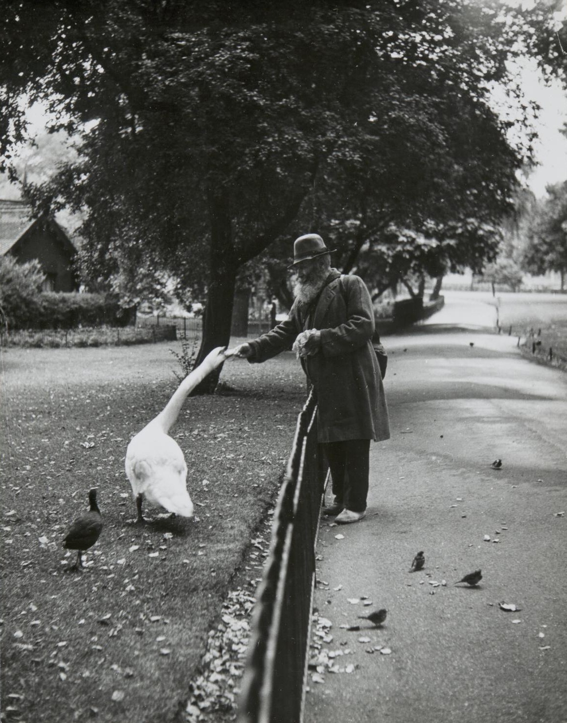 Кормление птиц. Сент-Джеймсский парк, Лондон, 1950. Фотограф Изис Бидерманас