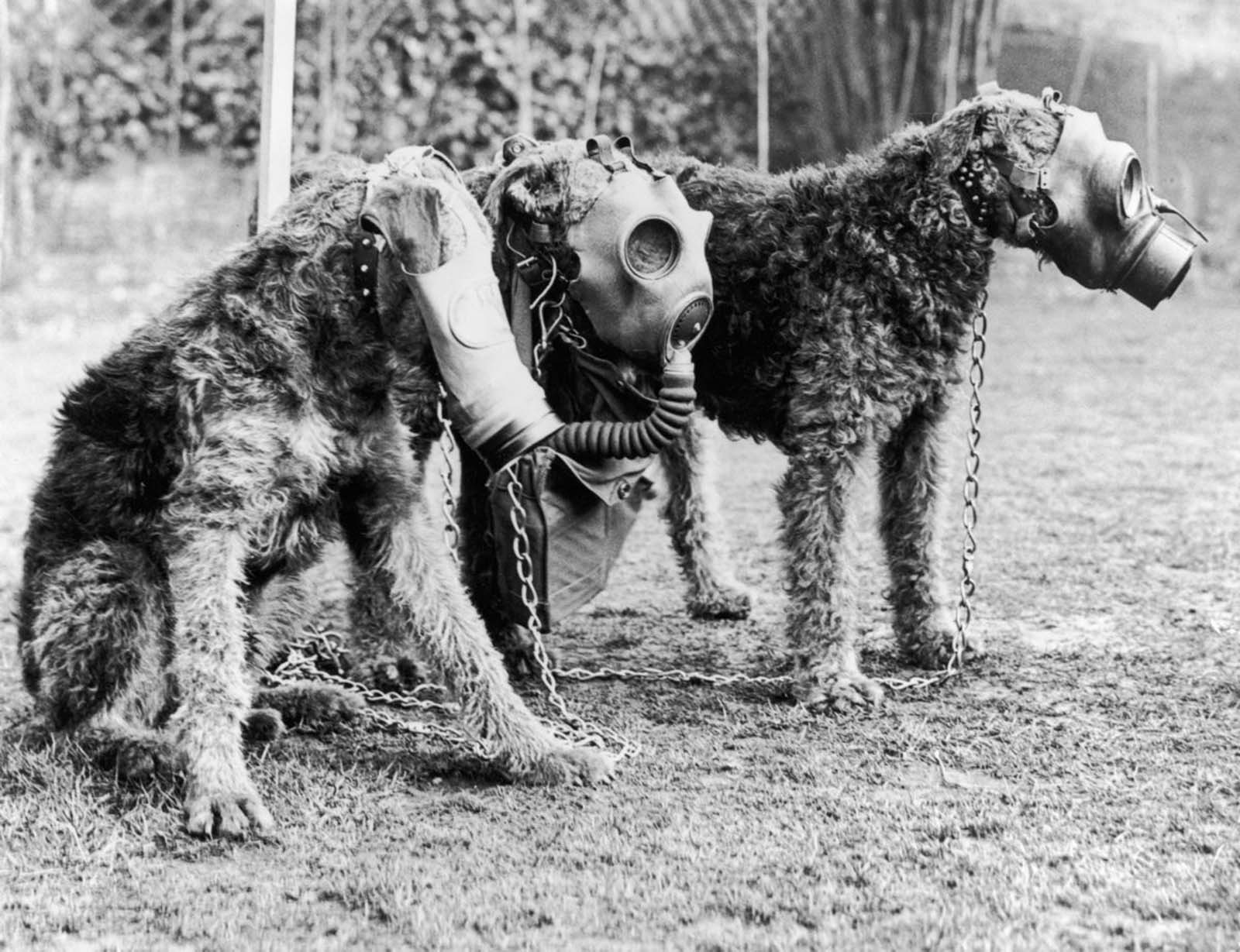 Военные собаки времён Первой мировой в роли постовых, разведчиков, крысоловов и талисманов