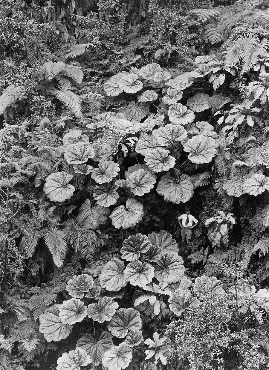 Растительность острова Мауи, Гавайи, 1924. Фотограф Гилберт Х. Гросвенор