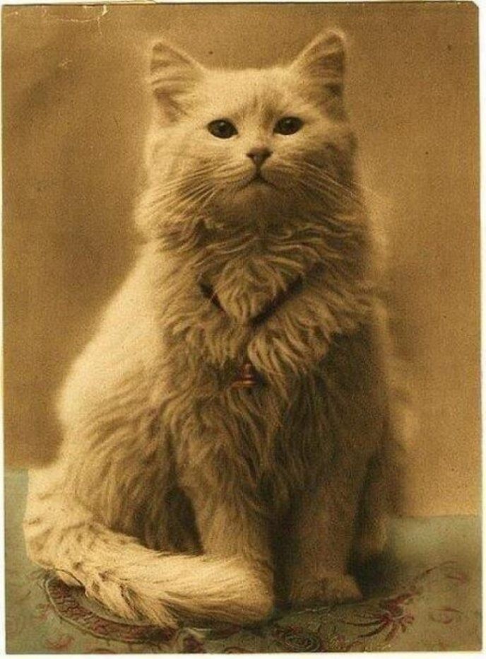 Кошка, ок. 1880. Фотограф Гарри Пойнтер
