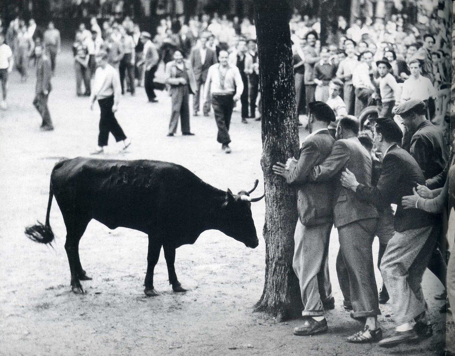 Встреча с быком. Байонна, Франция, 1950-е. Фотограф Джастин Локк