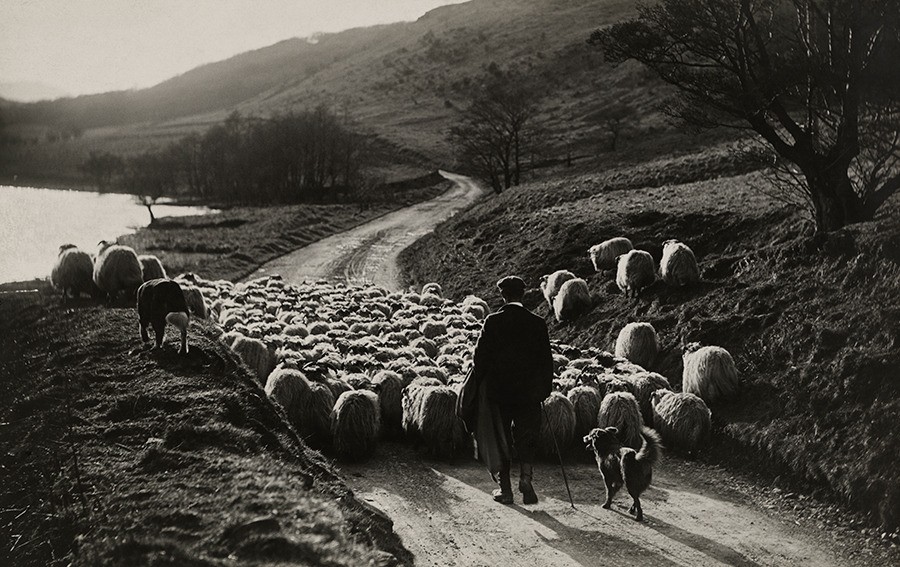 Пастух с овцами и собакой в Шотландии, 1919. Фотограф Уильям Рид