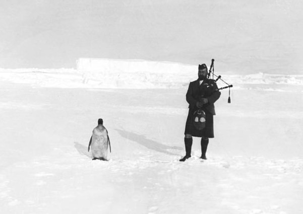 Гилберт Керр, член шотландской Национальной антарктической экспедиции, играет на волынке для пингвина, 1904