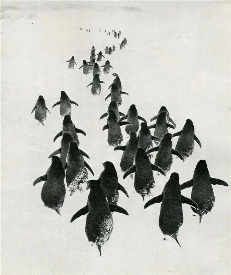 Пингвины. Антарктида, 1967. Фотограф Геннадий Копосов