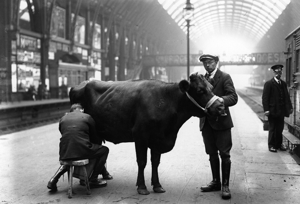 Доение коровы на платформе железнодорожного вокзала Кингс-Кросс, Лондон, 1920-е