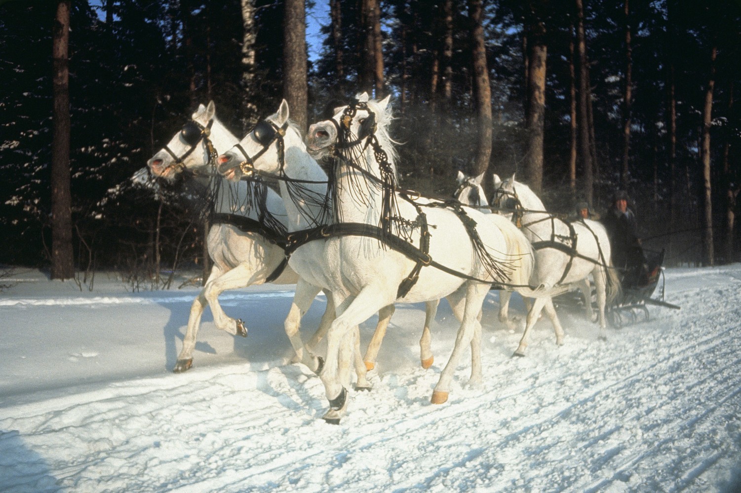 Сани, запряжённые пятеркой лошадей. Ленинград, 1965. Фотограф Инге Морат