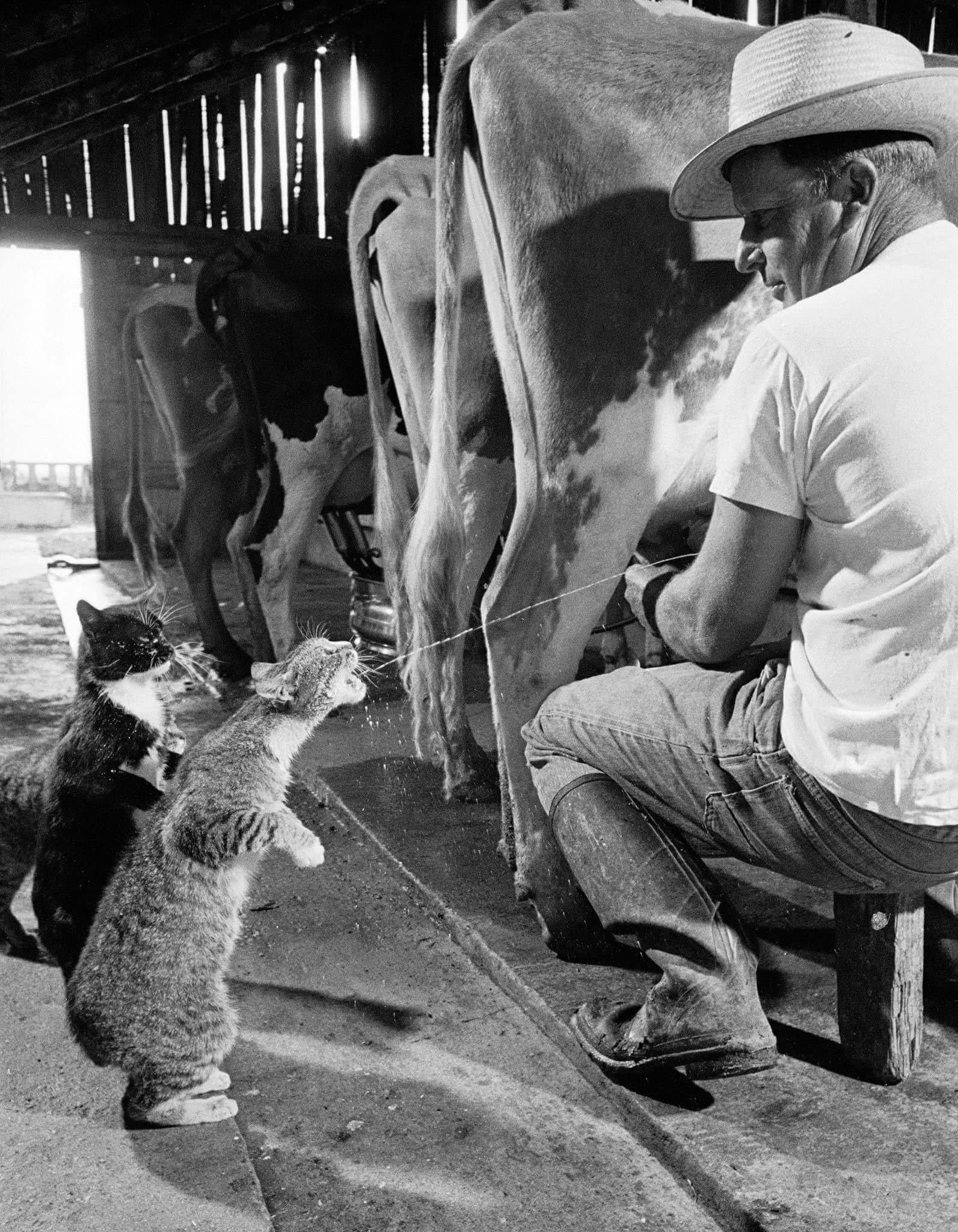 Кошачья очередь за парным молоком на ферме Арта Бадерчера, Фресно, Калифорния, 1954. Фотограф Нат Фарбман