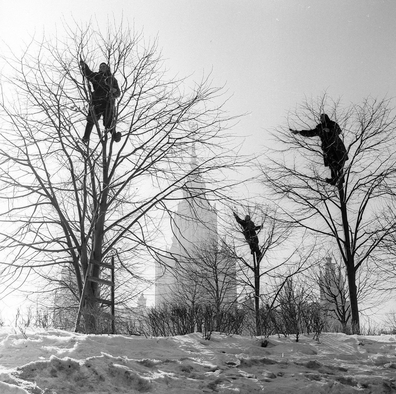 Грачи прилетели. Весна в парке МГУ, 1960-е. Фотограф Виктор Ахломов