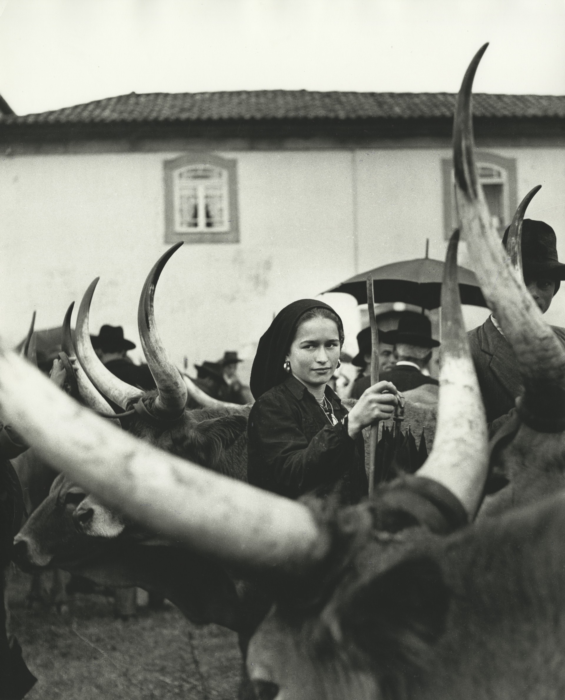 Девушка с волами. Португалия, 1952. Фотограф Ормонд Джильи