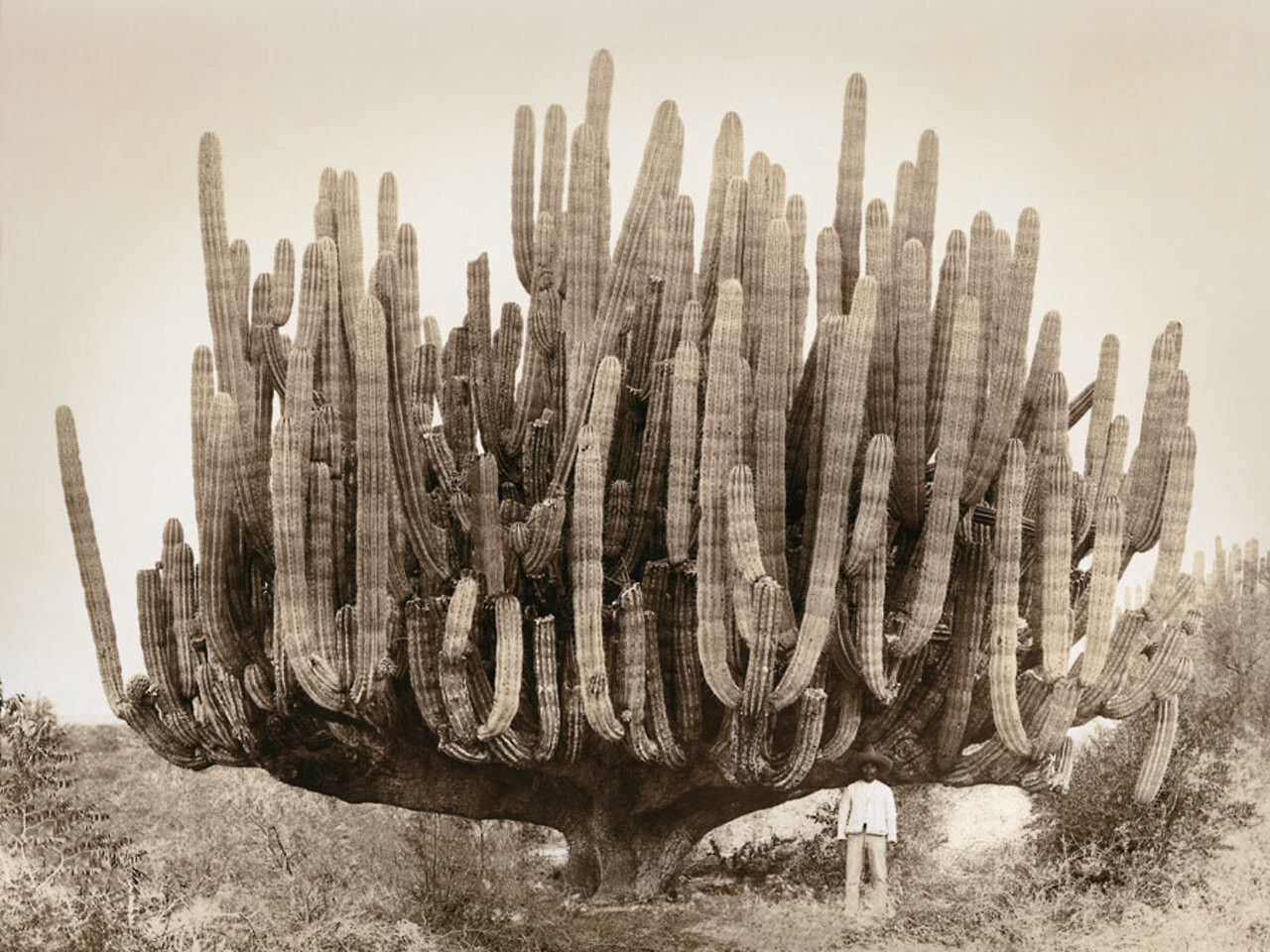 Pachycereus pringlei, также известный как мексиканский гигантский кардон или слоновий кактус, Мексика, 1895 — История в фотографиях: люди, времена и нравы / Камералабс