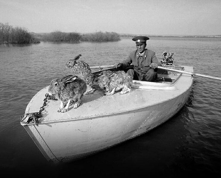 Егерь со спасёнными зайцами во время наводнения в Башкирии, 1979 — История в фотографиях: люди, времена и нравы / Камералабс