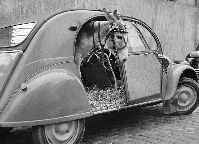 Осёл в микролитражном Citroën 2CV. Франция, ок. 1950. Из коллекции агентства Roger Viollet
