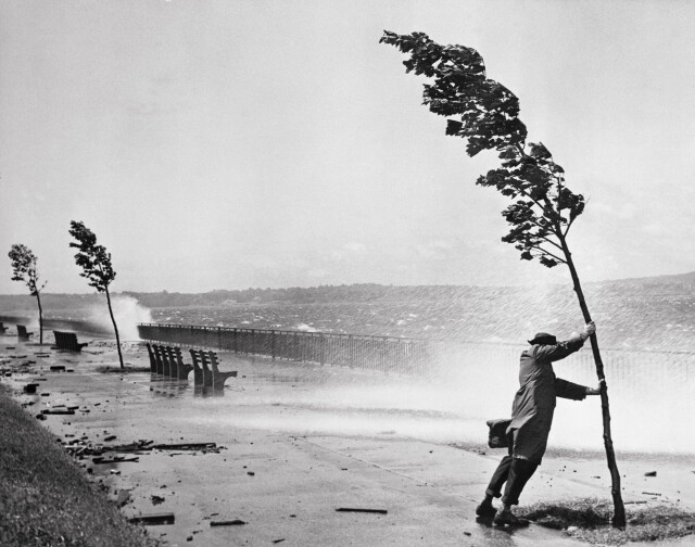 Человек, дерево и ураган Кэрол. Бруклин, 1954. Фотограф Стэнли Холл