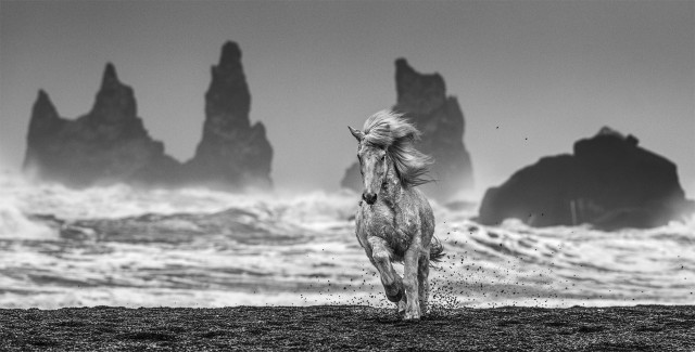 Белая лошадь, Исландия. Фотограф Дэвид Ярроу