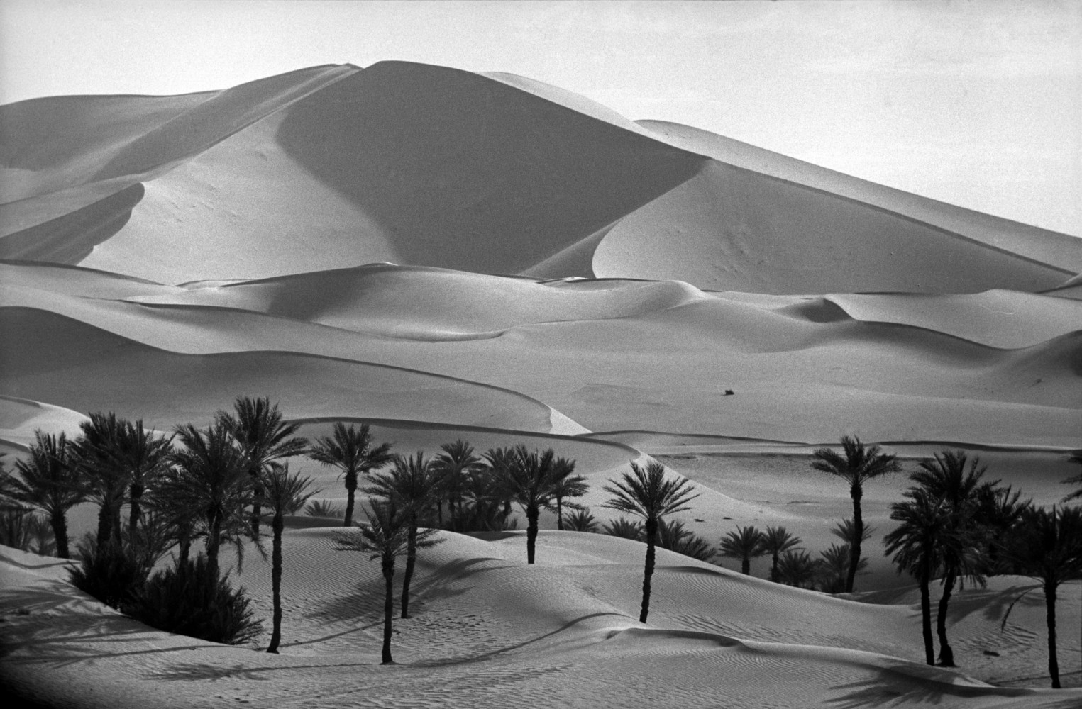 Пальмы в песчаном море Сахары. Большой Западный Эрг, Алжир, 1957. Фотограф Джордж Роджер