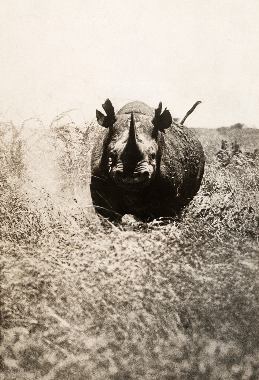 Носорог несётся на фотографа в Африке, 1910. Фотограф А. Дагмор