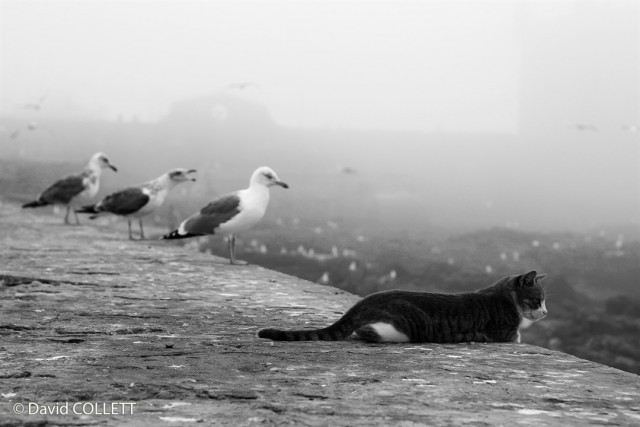 Кот и птицы. Фотограф Дэвид Коллетт