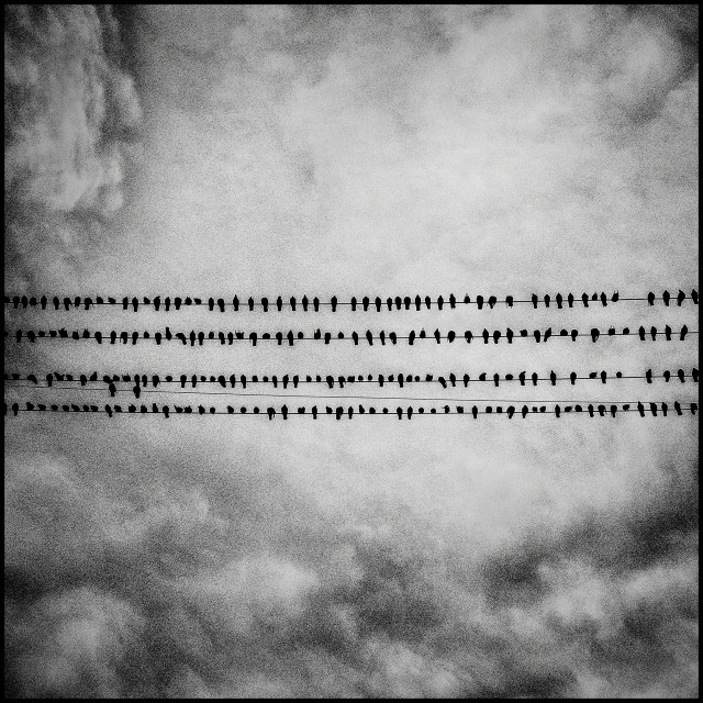 Птицы. Туларе, штат Калифорния, 2014. Фотограф Мэтт Блэк