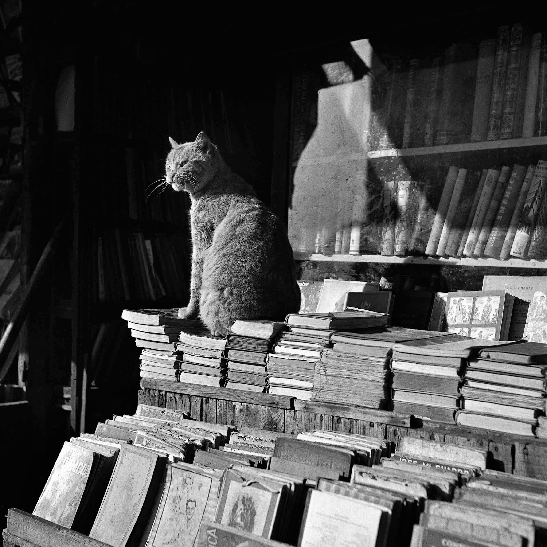 Хранитель книг. Барселона, 1953. Фотограф Франсеск Катала-Рока