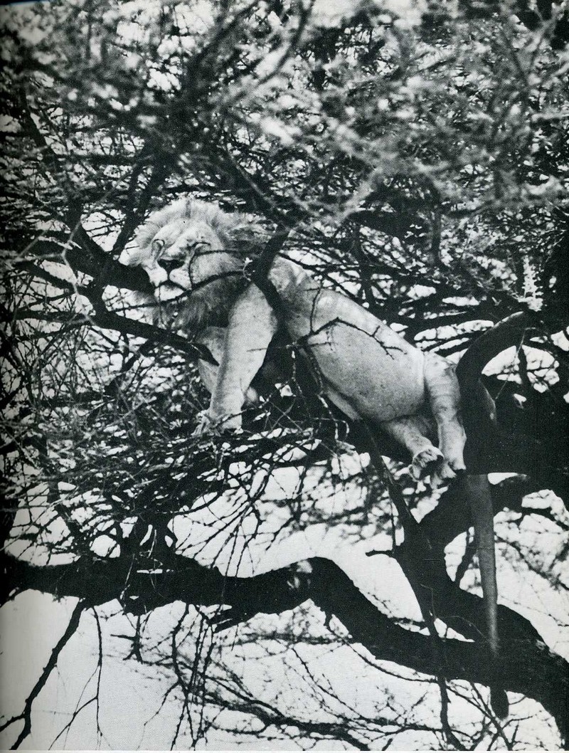 Лев, спящий на дереве. Национальный парк Лейк-Маньяра, Танзания, 1960-е. Фотограф Салли Энн Томпсон