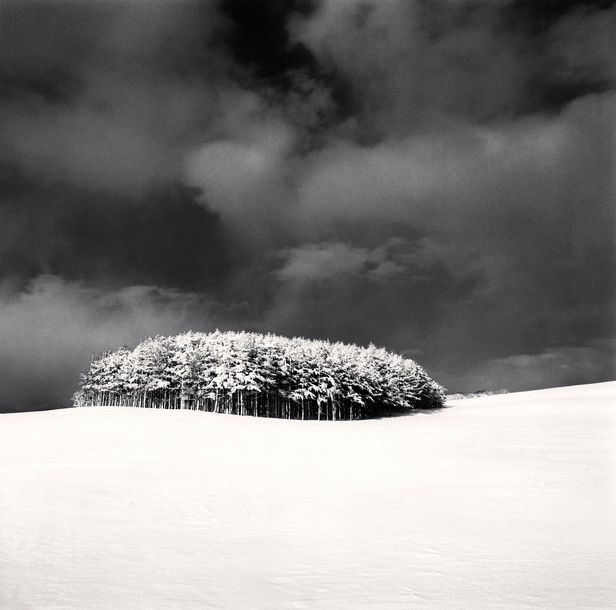 Белая роща. Хоккайдо, Япония, 2004. Фотограф Майкл Кенна — Чёрно-белое настроение / Камералабс