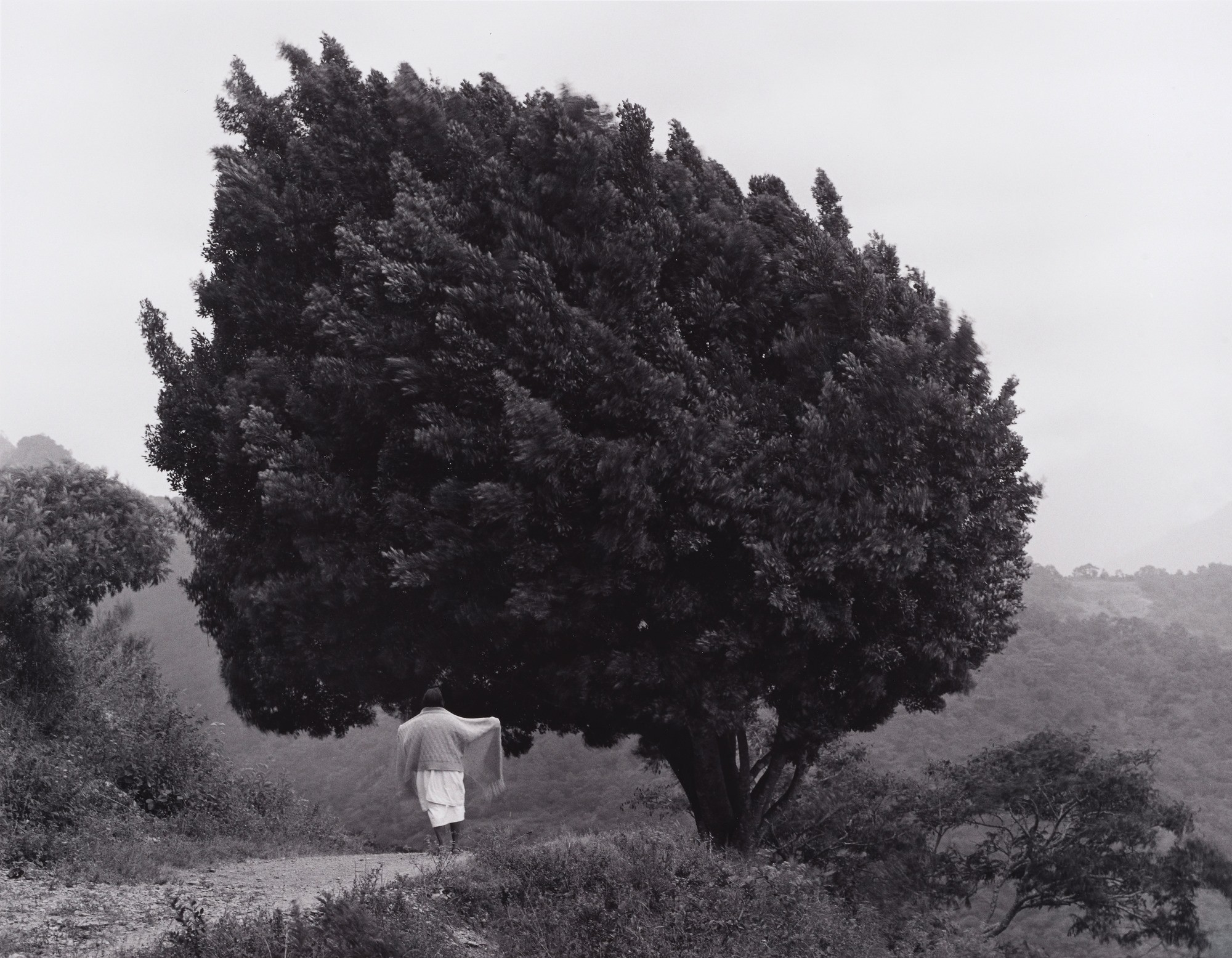 Дерево, Мексика, 1983. Фотограф Флор Гардуньо