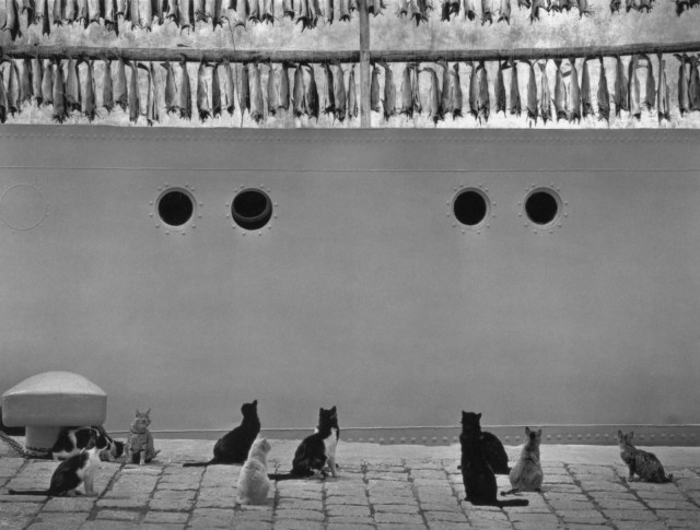 Коты смотрят на рыбу. Исландия, 1980. Фотограф Пентти Саммаллахти