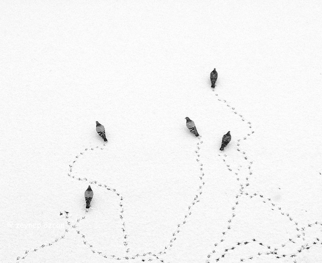 Следы на снегу. Фотограф Зейнеп Озкан-Эфиап
