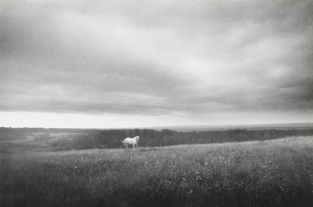 Пейзаж с белой лошадью, Беломорье, 1992. Фотограф Светлана Тимофеева
