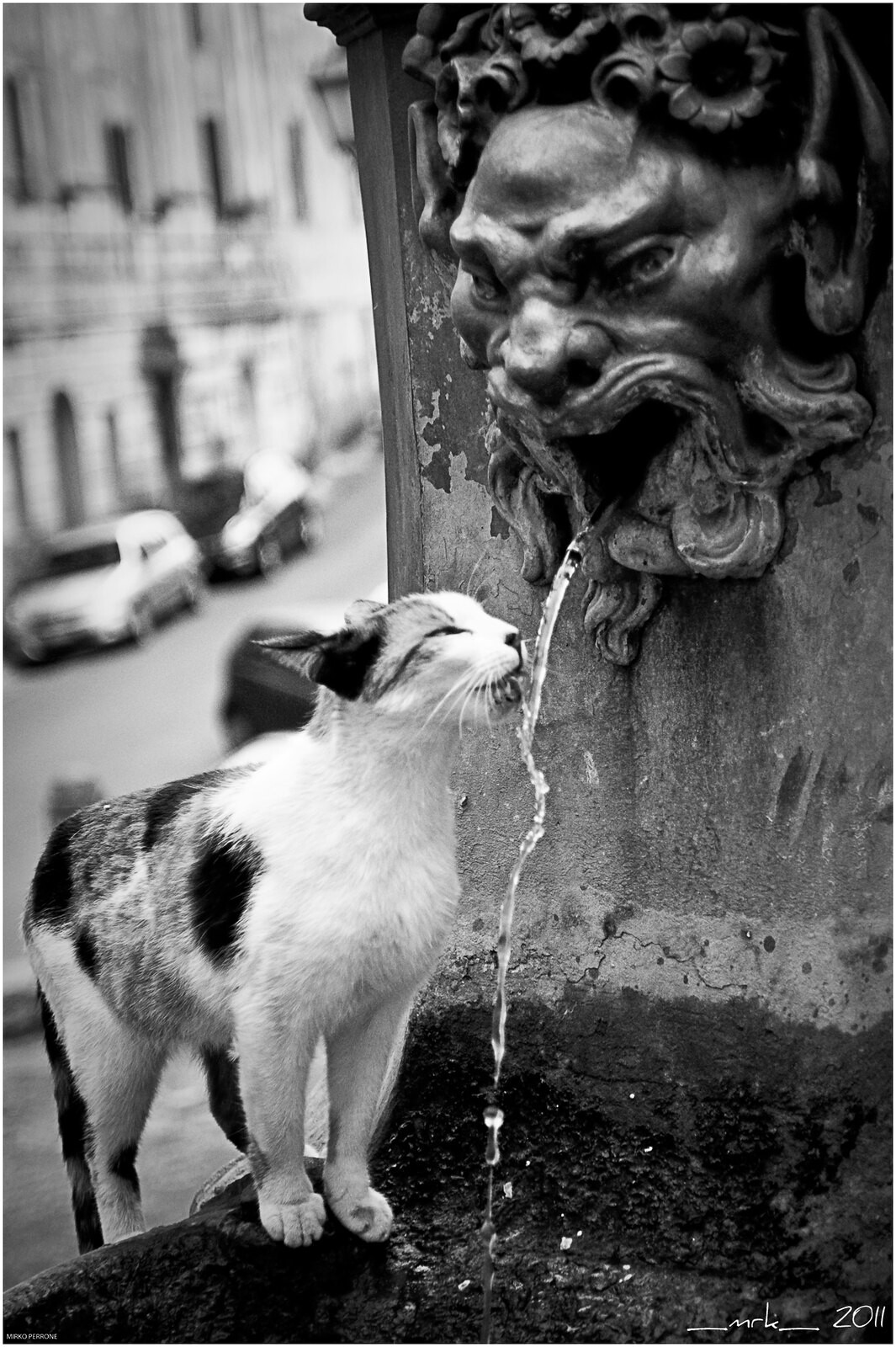 Кот у фонтана. Италия, 2011. Фотограф Mirko Perrone