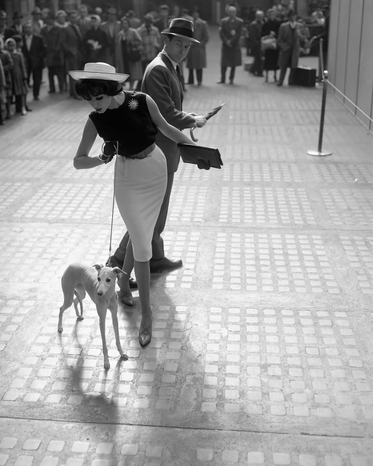 Симона Д’Алленкур с уиппетом, 1959. Фотограф Уильям Хелберн