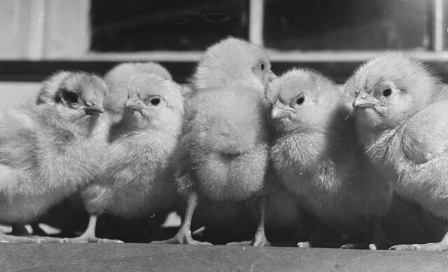 Цыплята, групповой портрет. Фотограф Уоллес Киркленд, коллекция LIFE