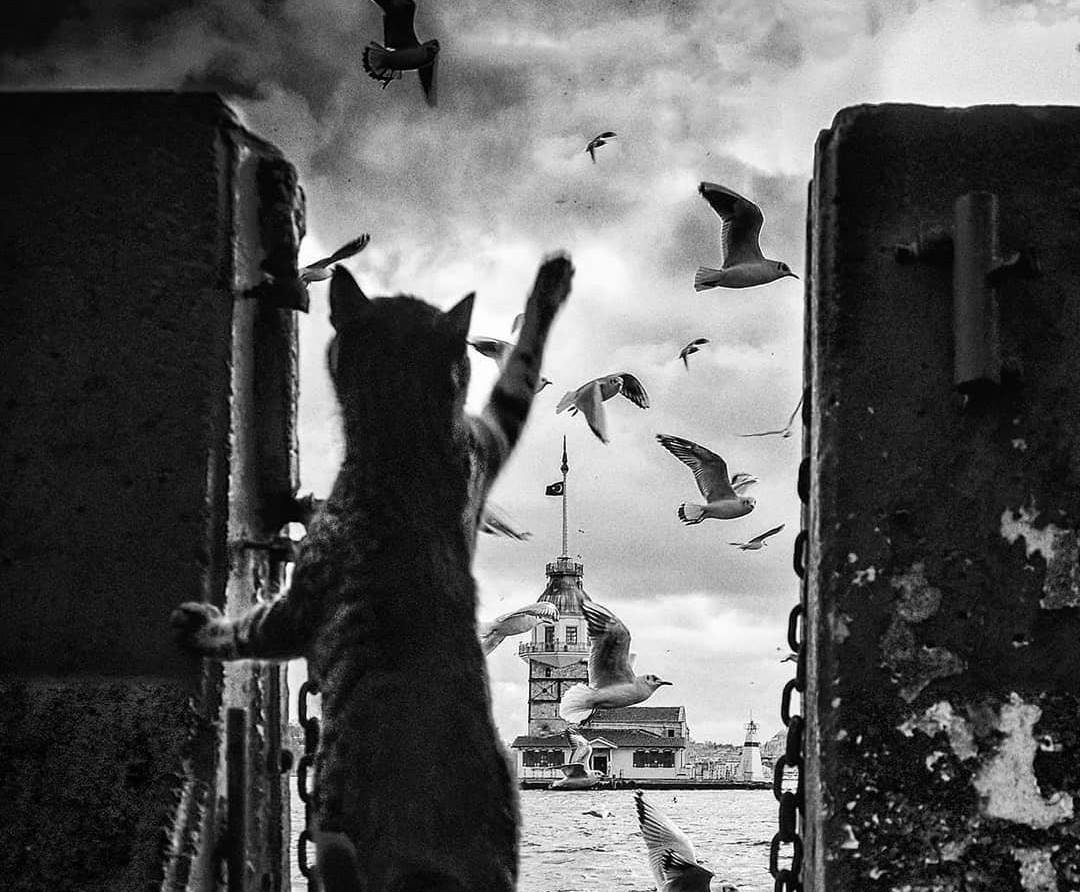 Кот приветствует чаек в Стамбуле. Фотограф Яшар Коч