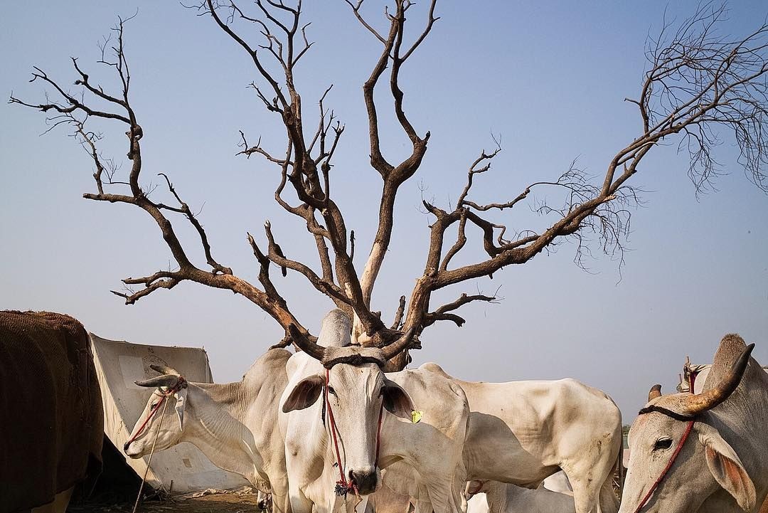Ветвистые рога. Фотограф Винет Вохра (Vineet Vohra)