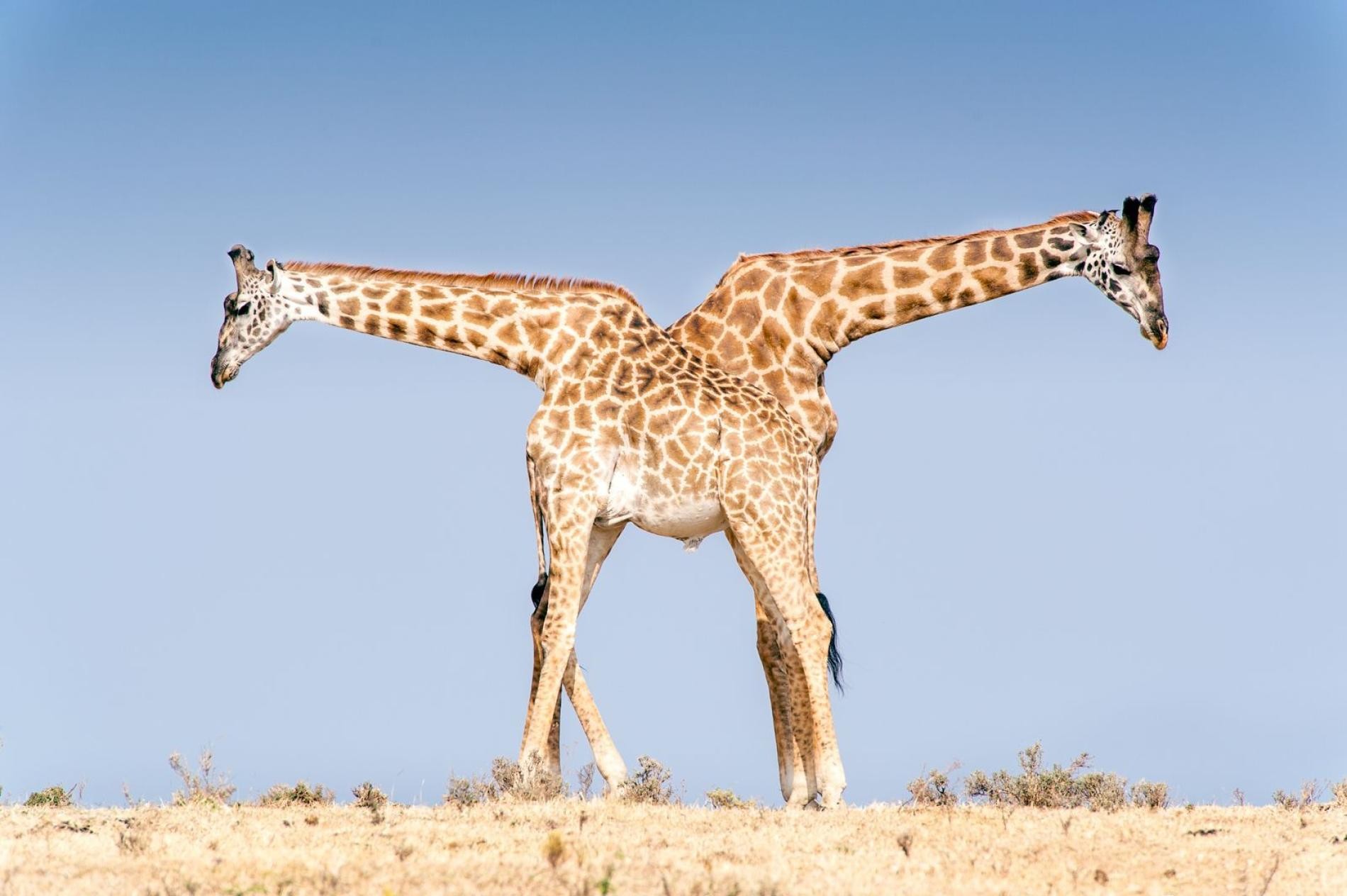 Жирафы в танзанийском заповеднике Нгоронгоро. Фотограф Лейнани Йосайтис