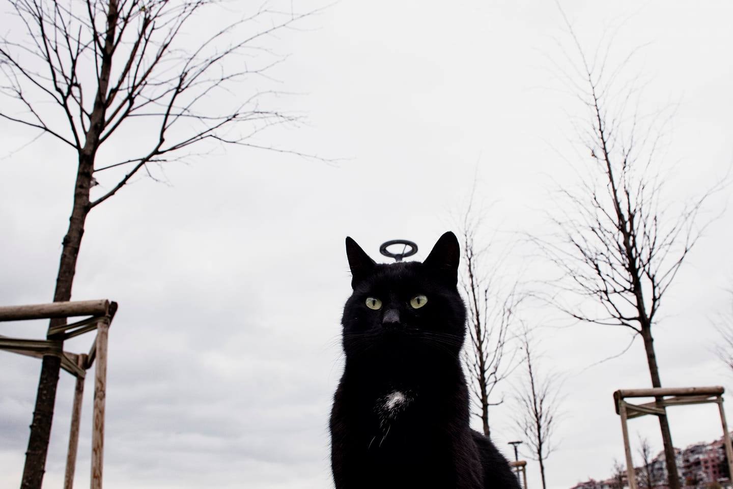 Святой кот. Фотограф Серкан Текин