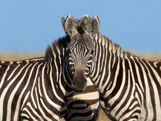 «Которая зебра смотрит в камеру?» Фотограф Сарош Лодхи