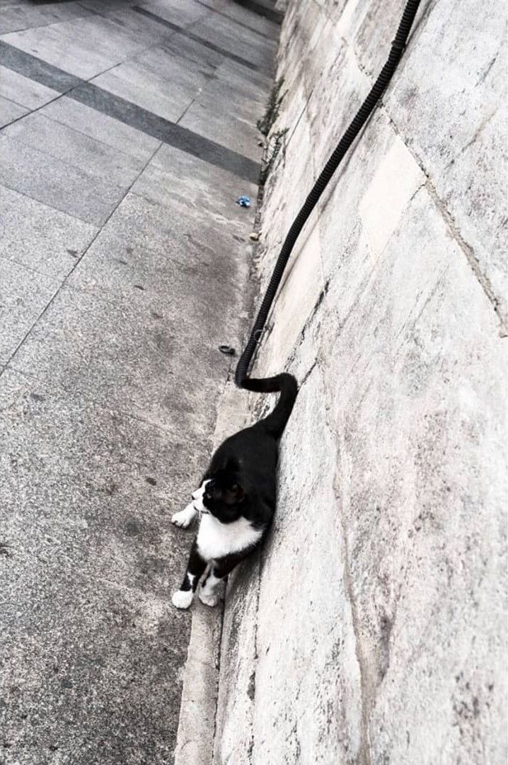 Кот с продолжением. Стамбул, 2020. Фотограф Серкан Текин