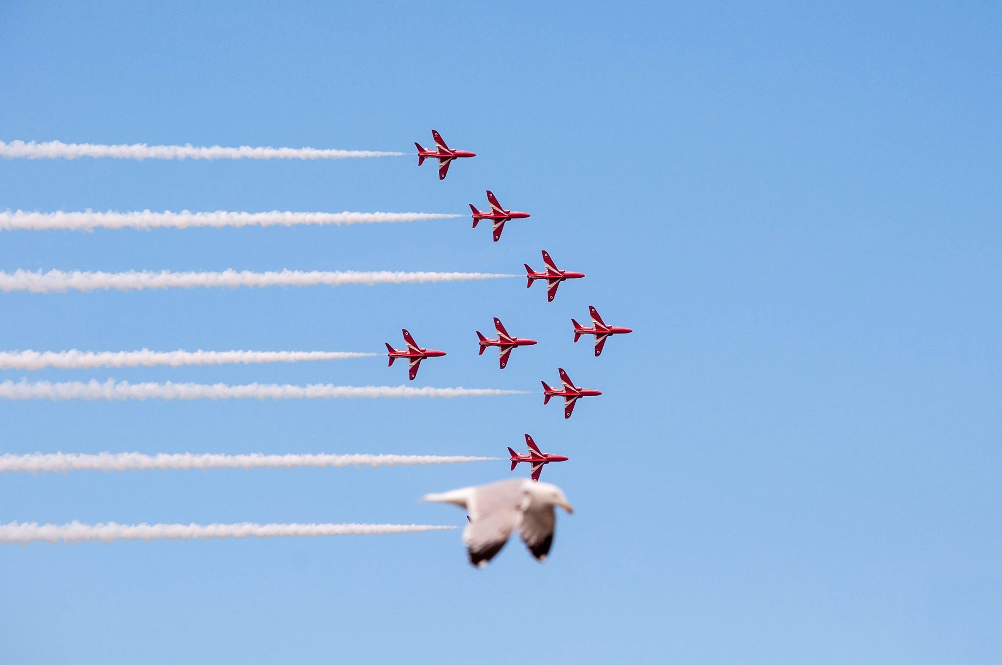 Чайка и «Красные стрелы» (пилотажная группа Королевских ВВС Великобритании). Фотограф Джейд Коксон