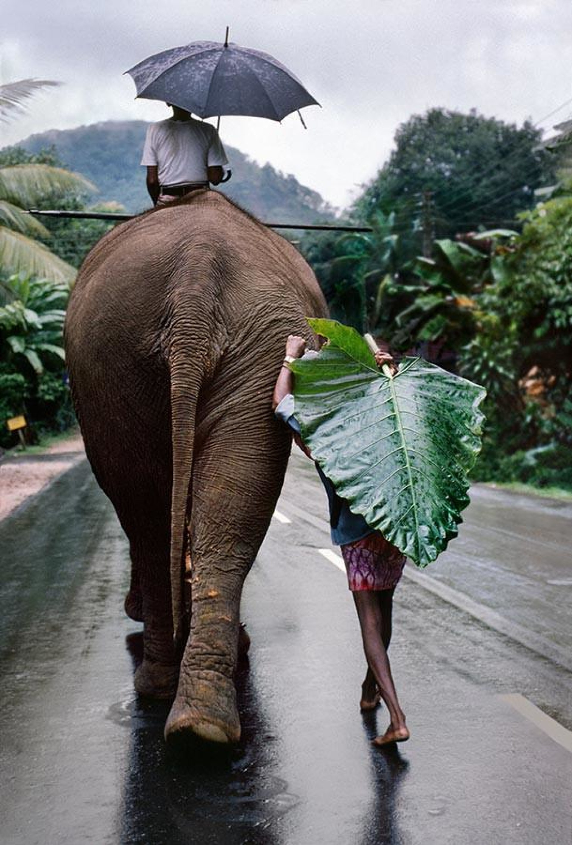 Шри-Ланка, 1995. Автор Стив Маккарри