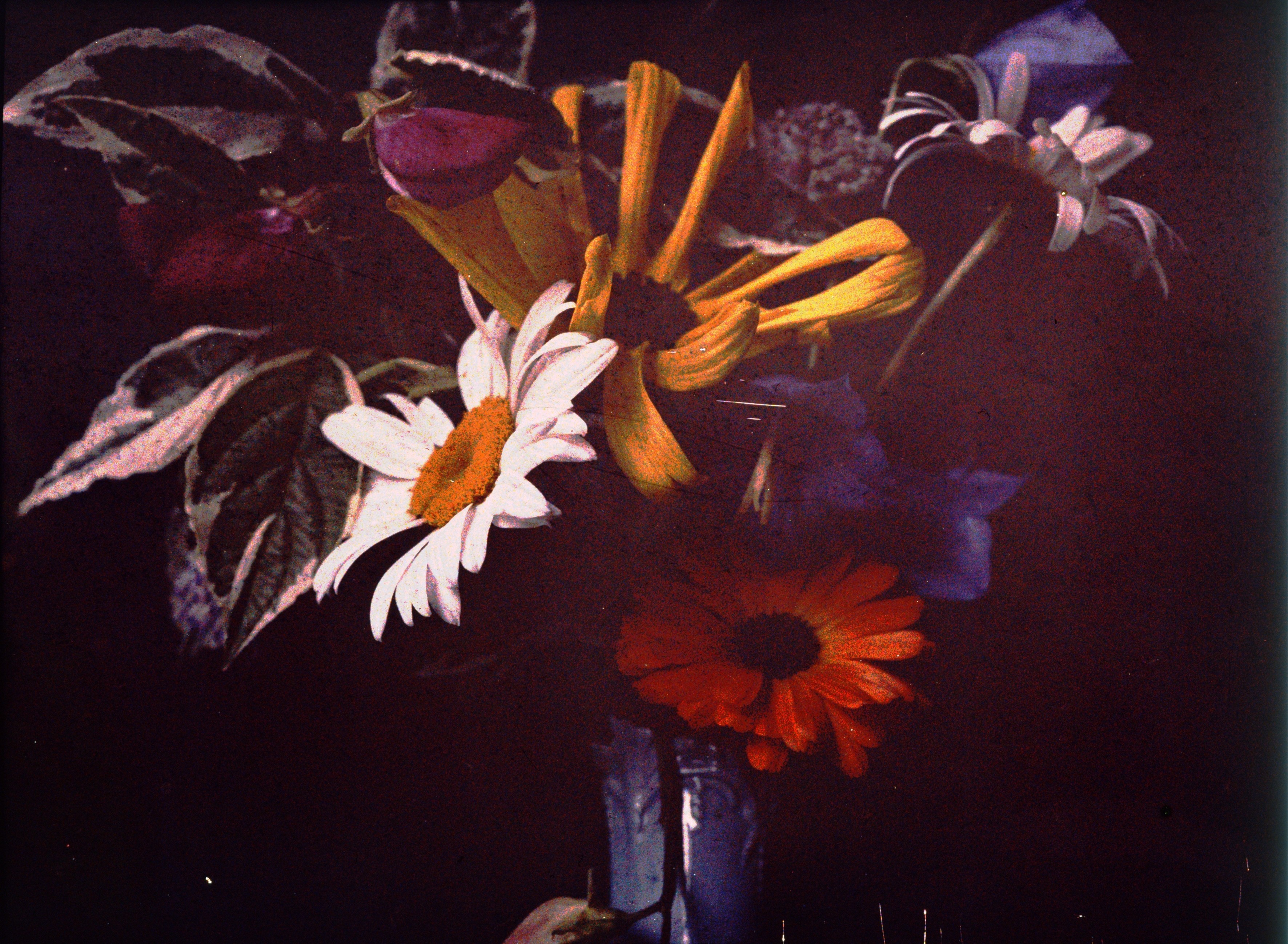 Цветы, ок. 1910. Автохром, фотограф Джон Ядерстрём