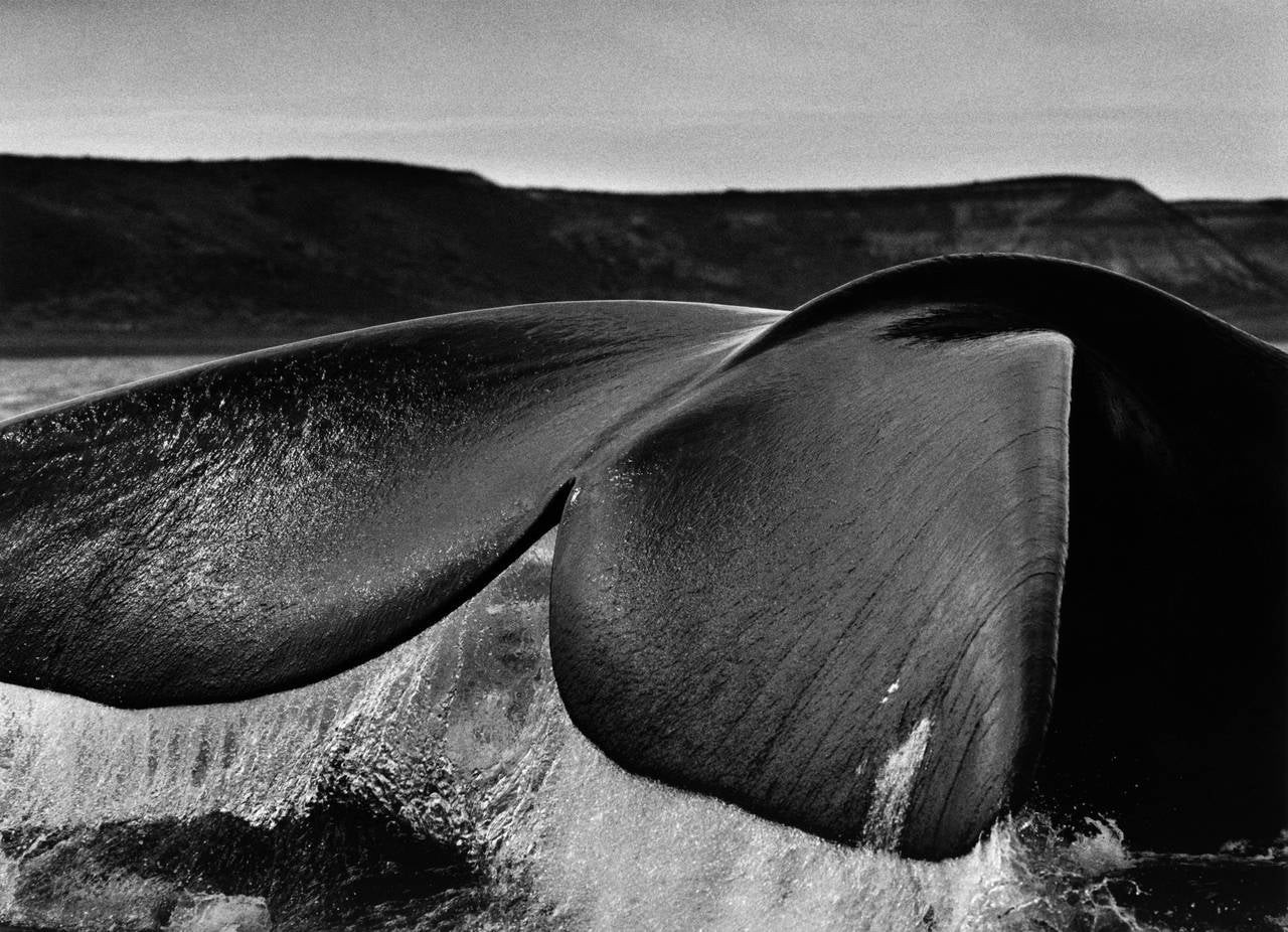 Южный гладкий кит, Патагония, Аргентина, 2004. Автор Себастьян Сальгадо