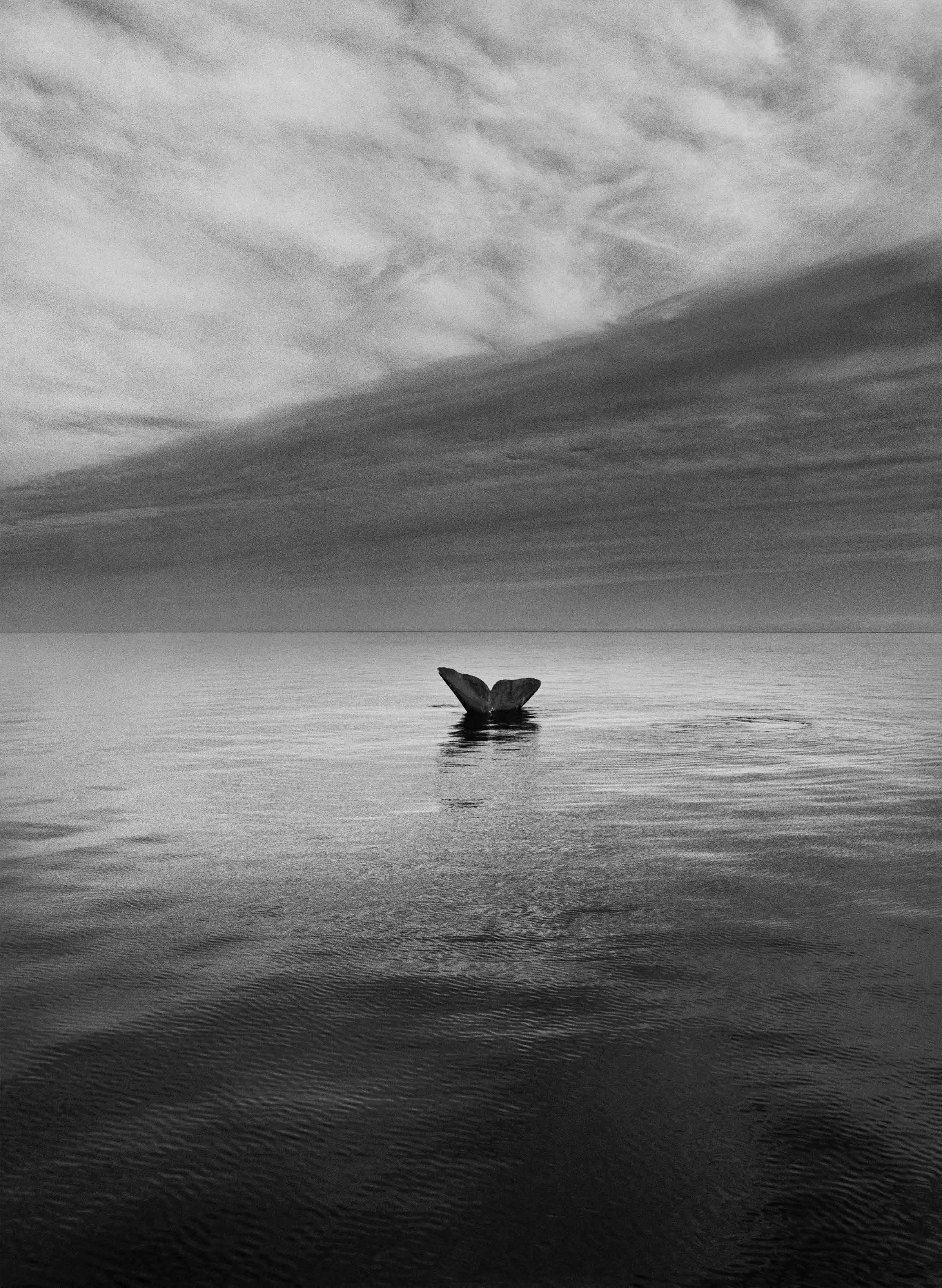 Китовый хвост, полуостров Вальдес, атлантическое побережье Аргентины, 2004. Автор Себастьян Сальгадо