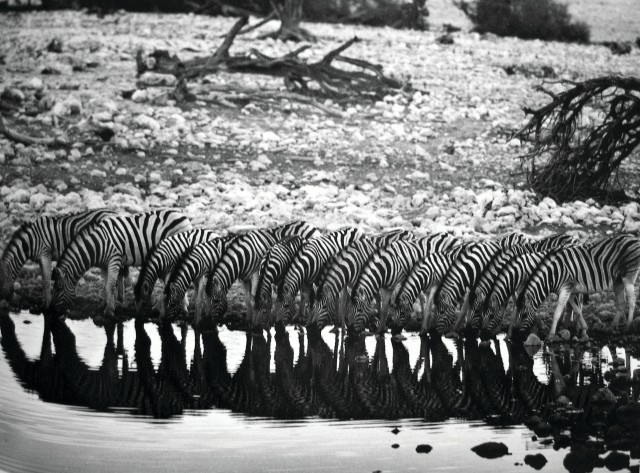 Горные зебры, 2005. Автор Себастьян Сальгадо