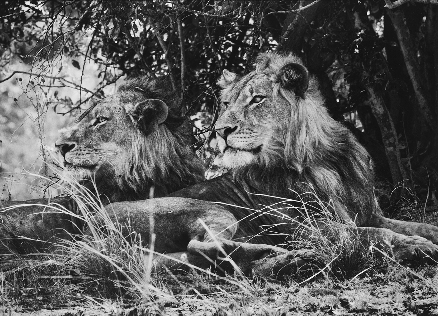 Два брата. Национальный парк Кафуэ, Замбия, 2010. Автор Себастьян Сальгадо