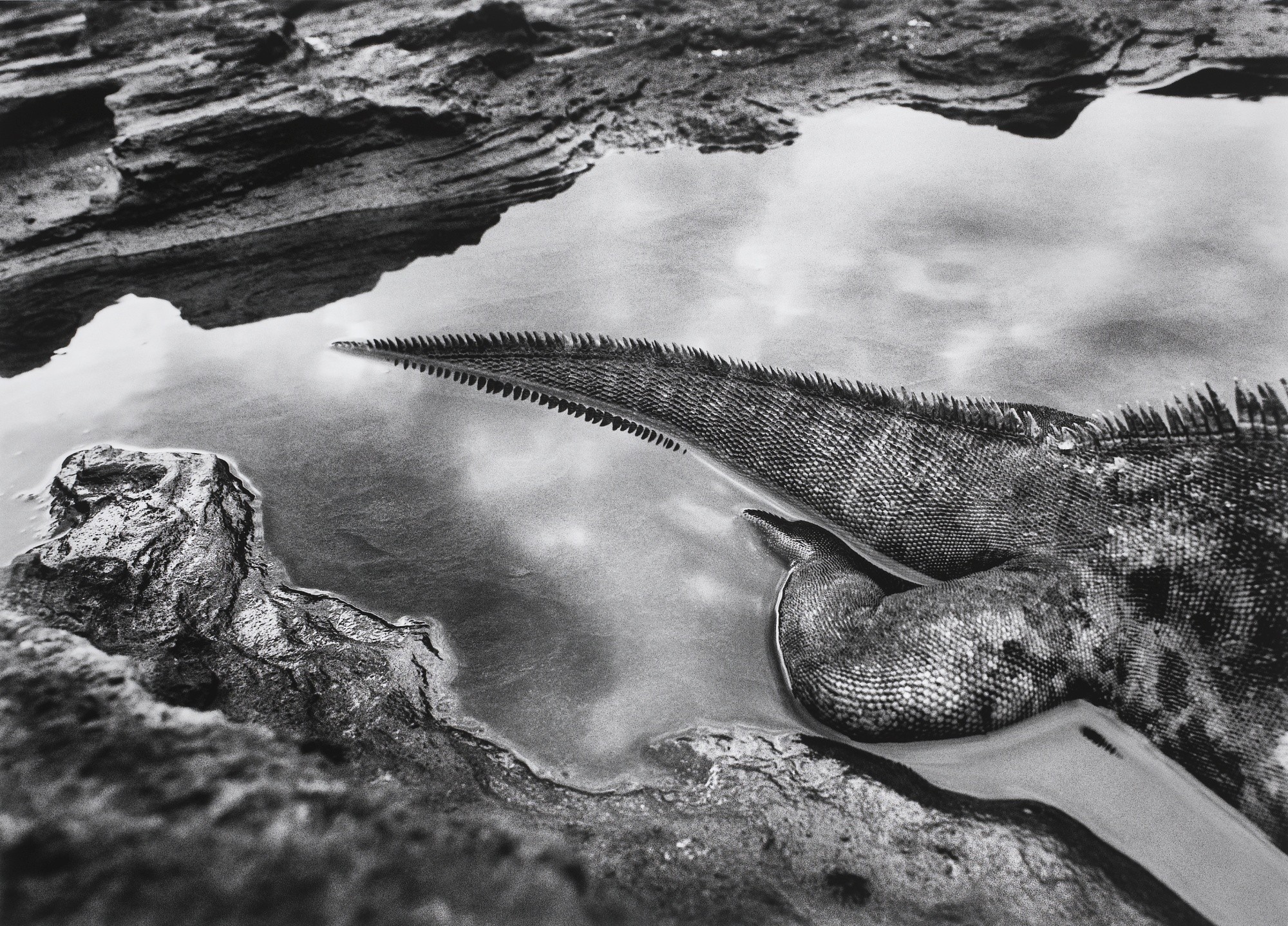 Морская игуана, Галапагос, 2004. Автор Себастьян Сальгадо
